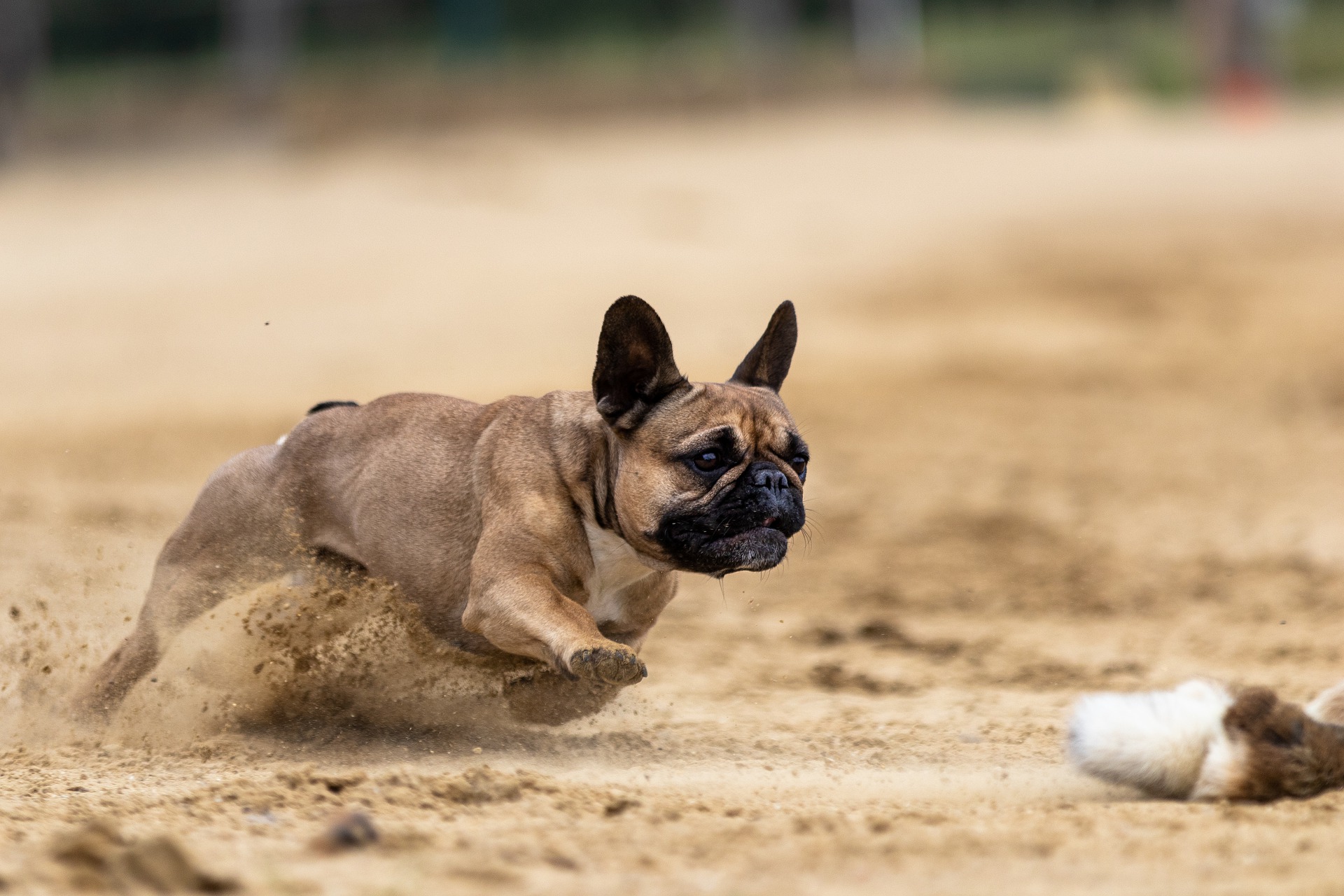 French Bulldog working competing- Frenchies working