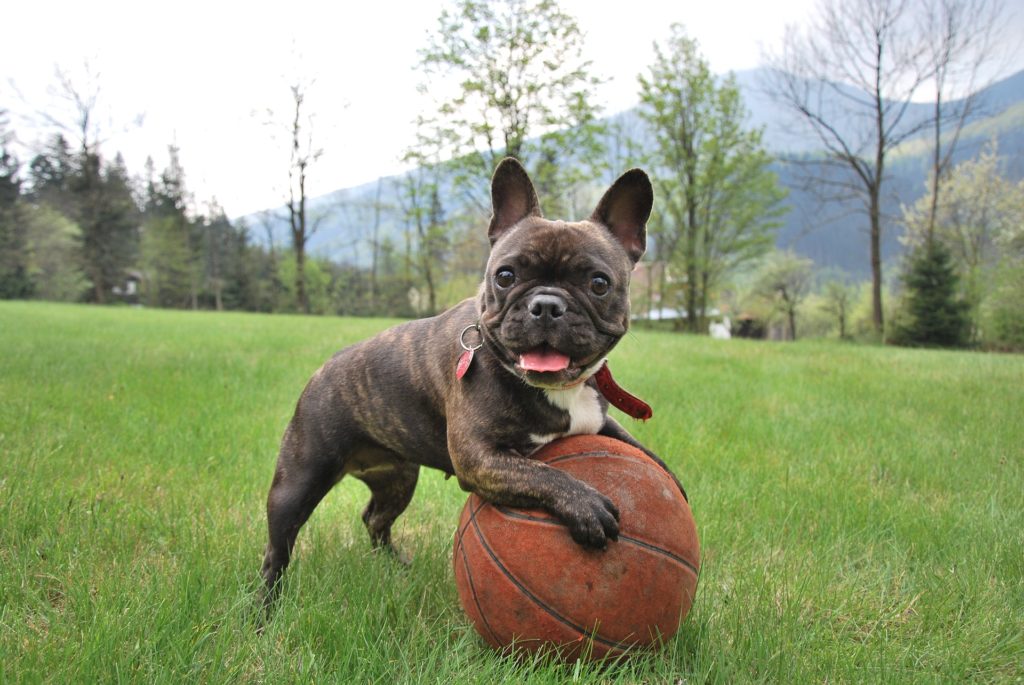 french bulldog with a ball